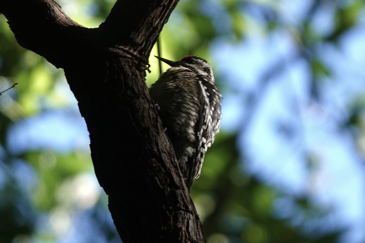 Yellow-bellied Sapsucker - ML618408722