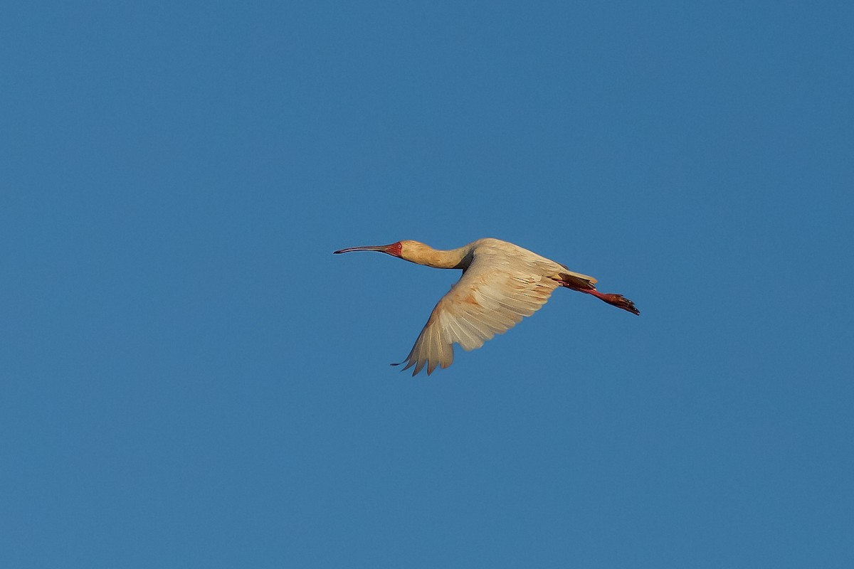 African Spoonbill - ML618408742