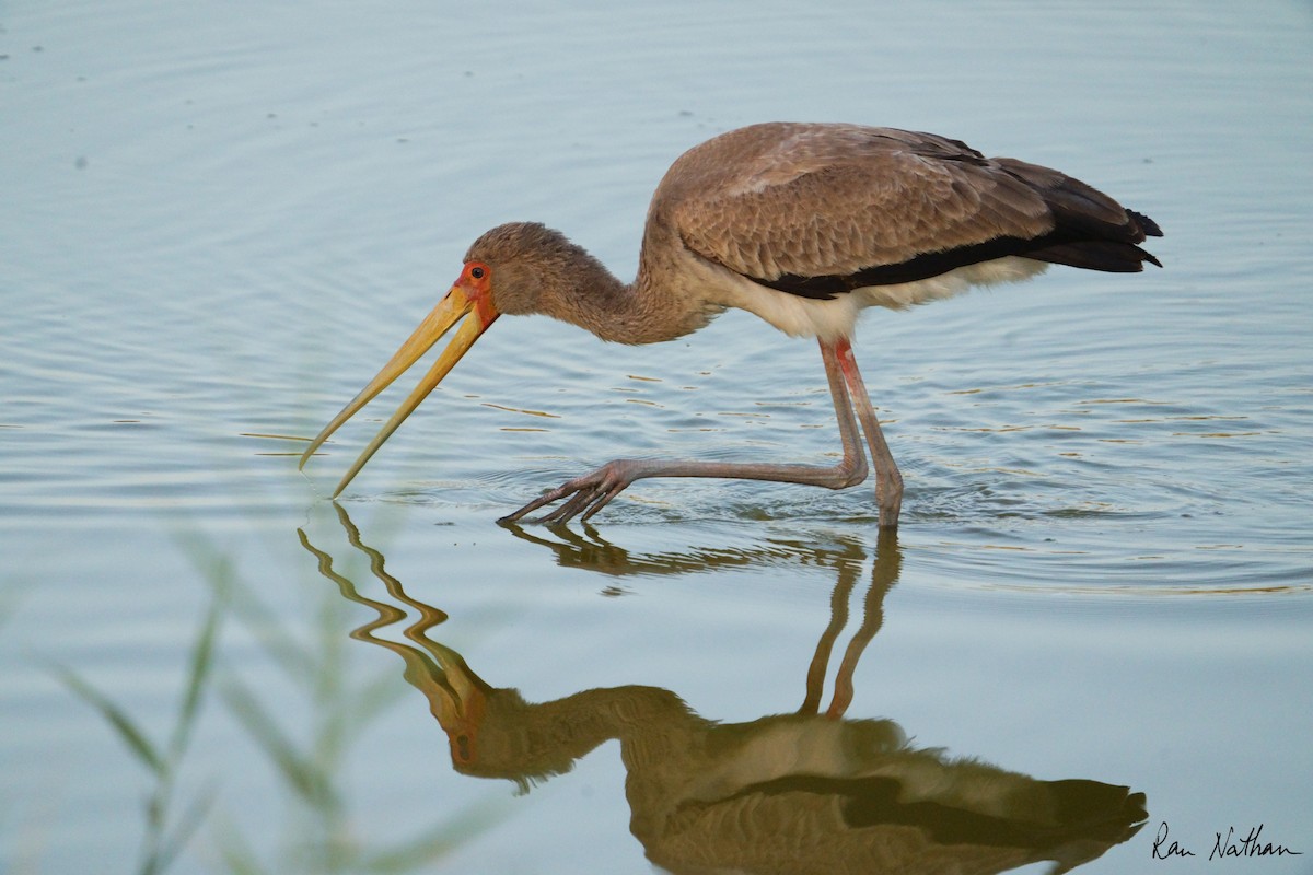 Yellow-billed Stork - Ran Nathan