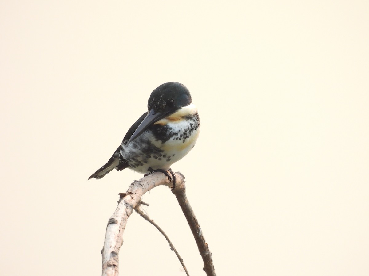 Green Kingfisher - Manuel Graniel