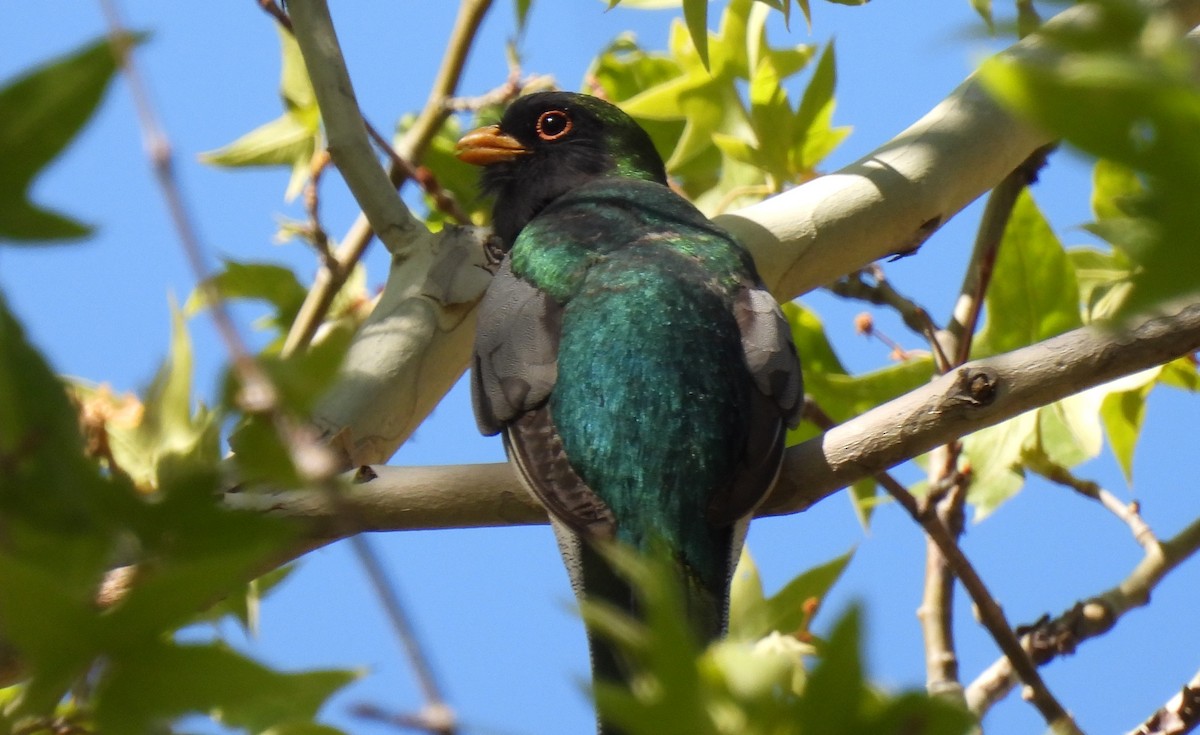 Elegant Trogon - ML618408821