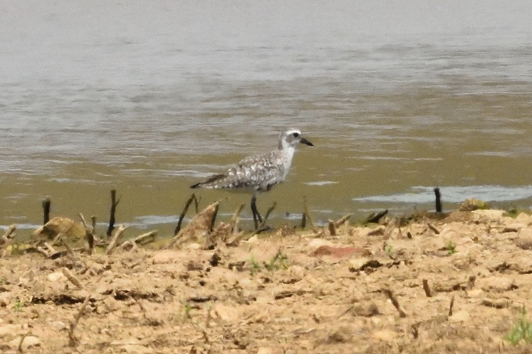 Black-bellied Plover - ML618408825