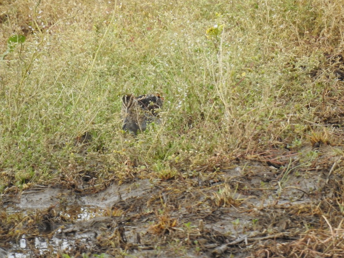 Wilson's Snipe - ML618408837