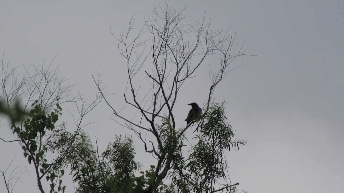 American Crow - Sheila Sawyer