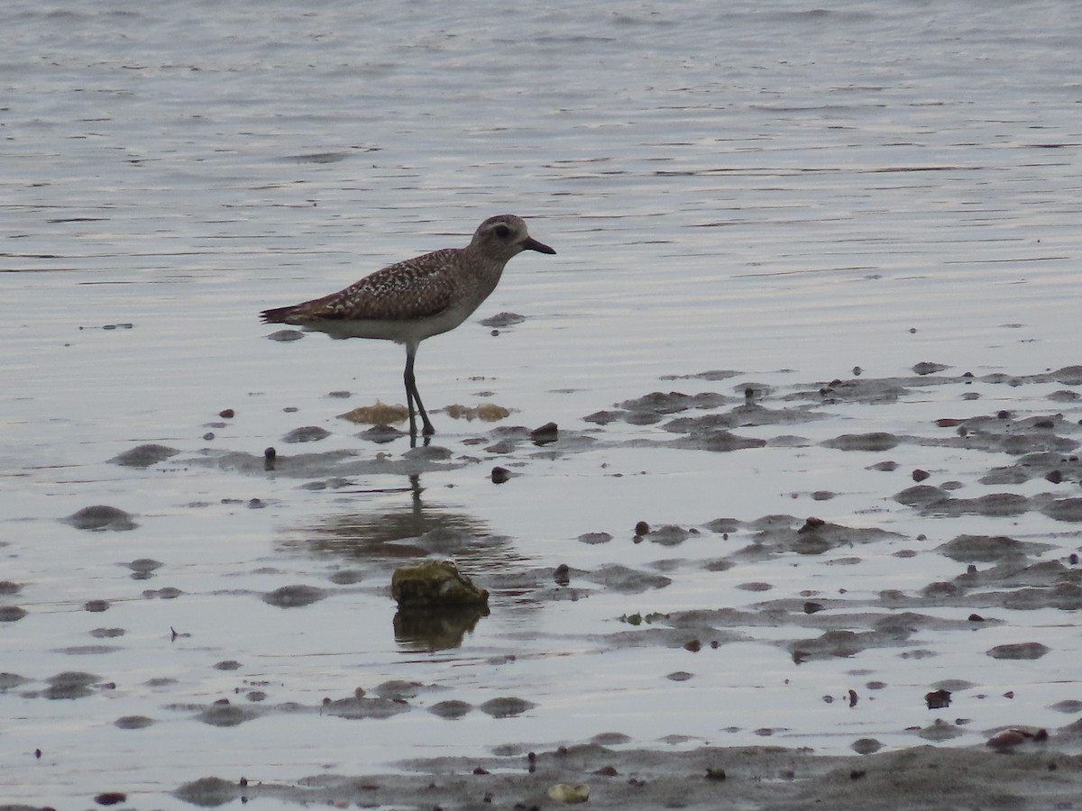 Black-bellied Plover - ML618408868