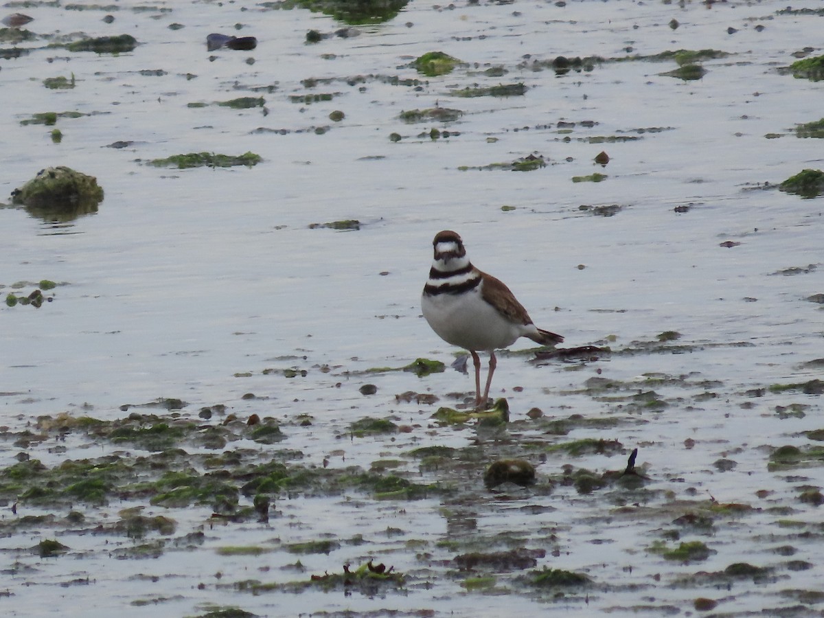 Killdeer - Suzanne Beauchesne