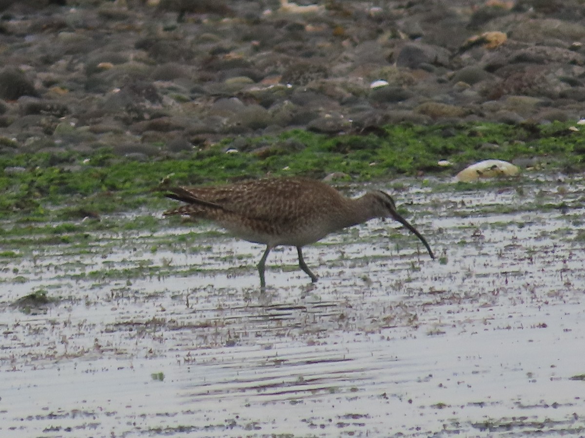 Whimbrel - ML618408887