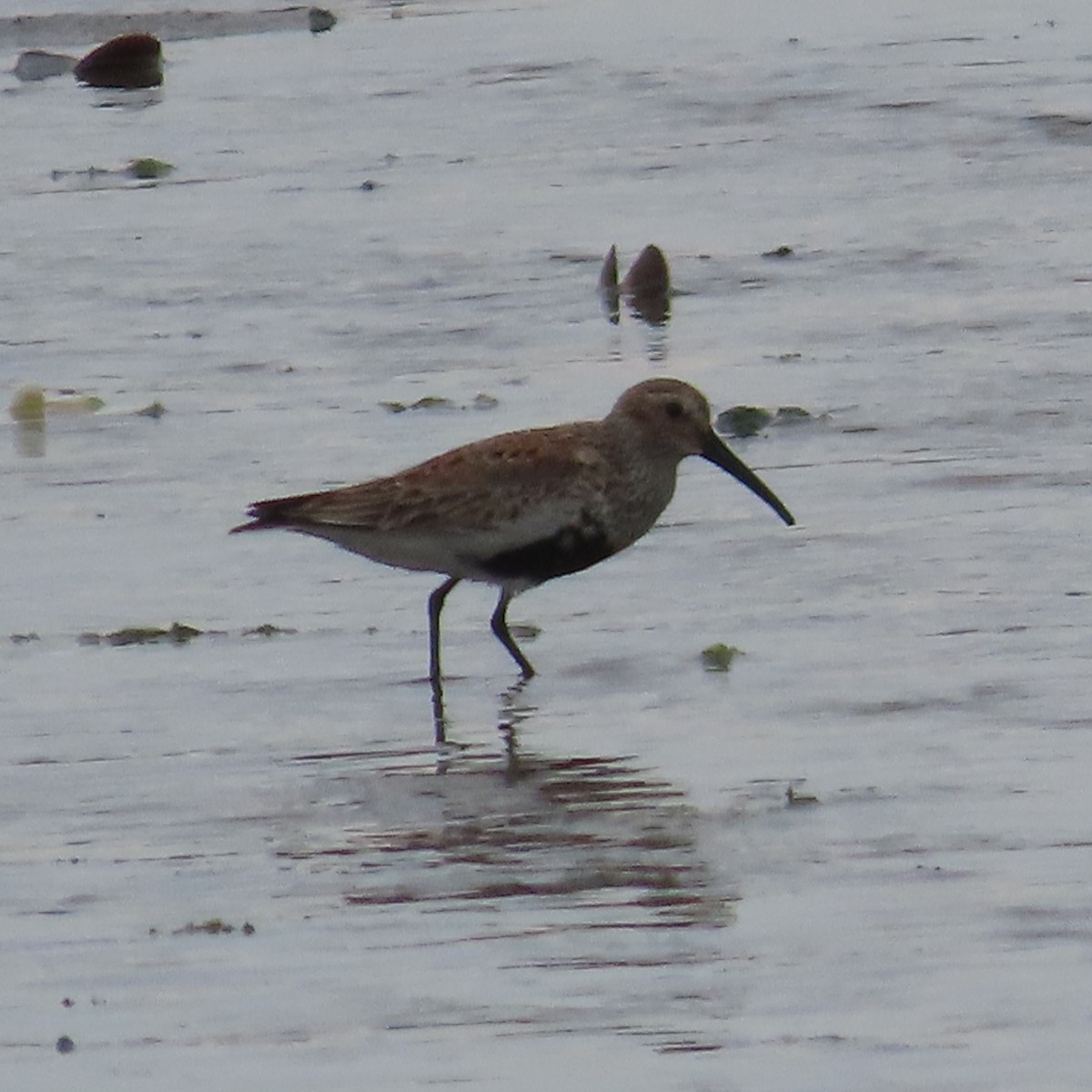 Dunlin - Suzanne Beauchesne