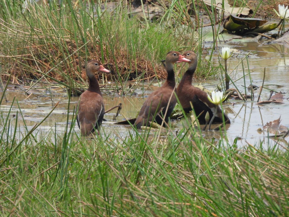 Black-bellied Whistling-Duck - ML618408922