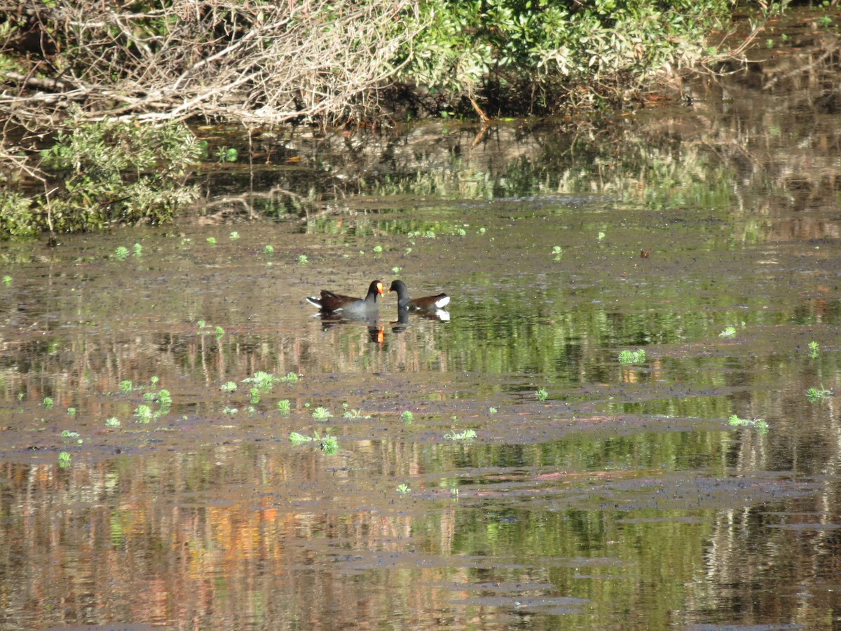 Common Gallinule - ML618408936