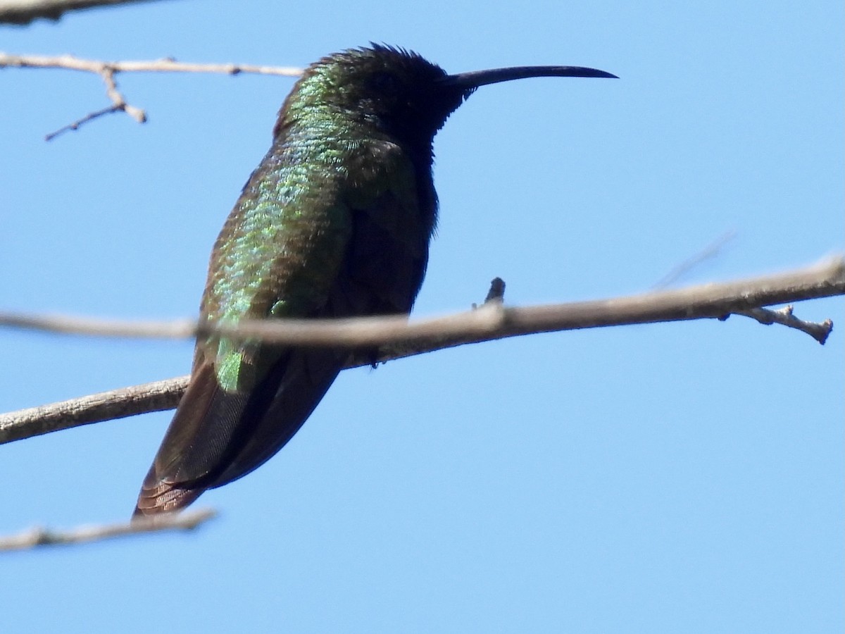 kolibřík hispaniolský - ML618408941