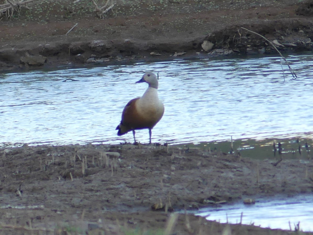 South African Shelduck - ML618408960