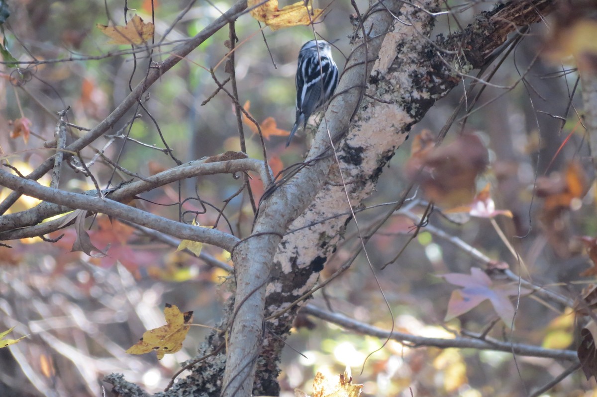 Black-and-white Warbler - ML618408962