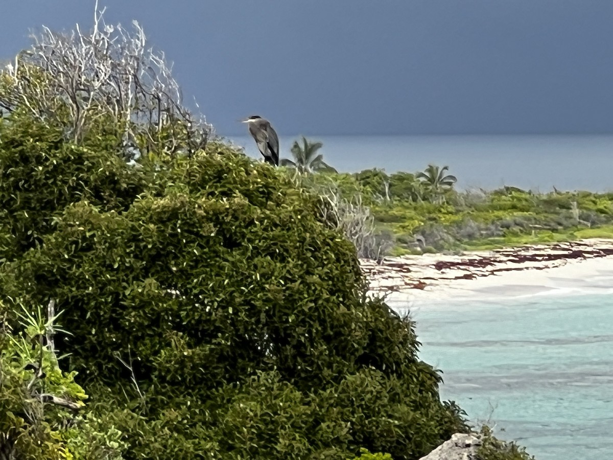 Great Blue Heron - ML618408978