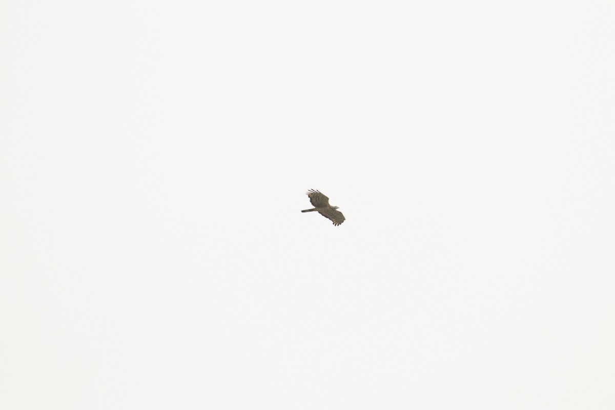 Oriental Honey-buzzard - James（於任） Tu （杜）