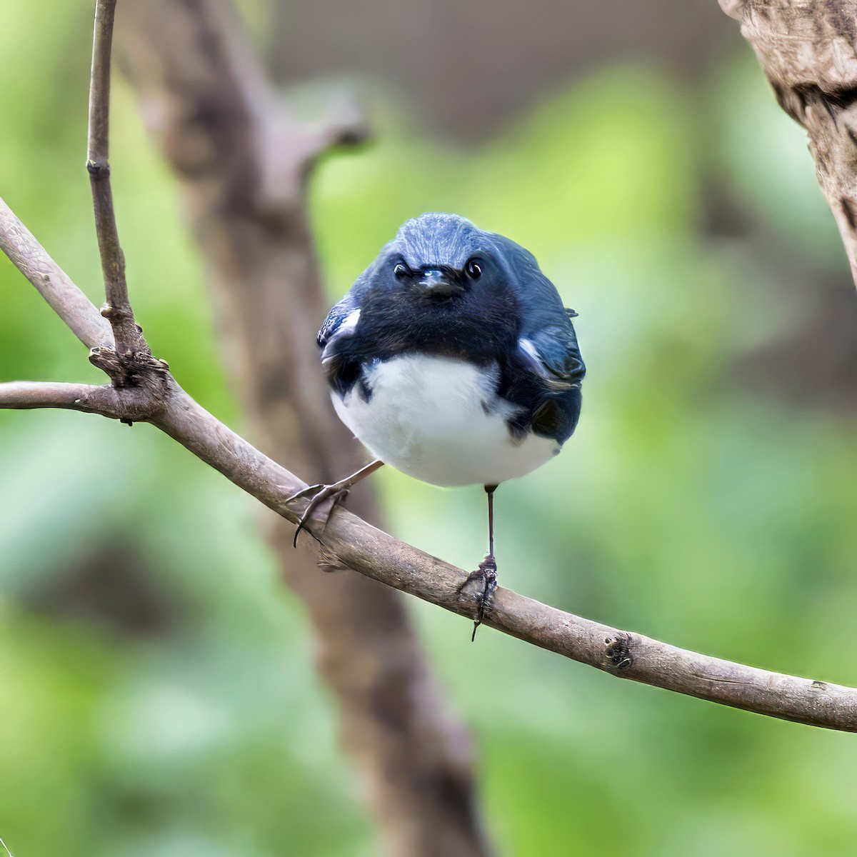 Black-throated Blue Warbler - Roger Friedman