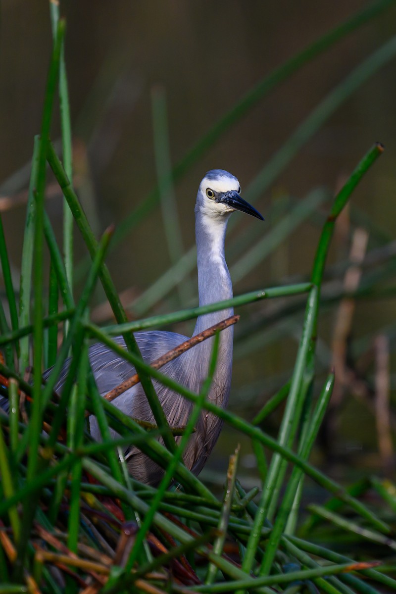 White-faced Heron - ML618409023