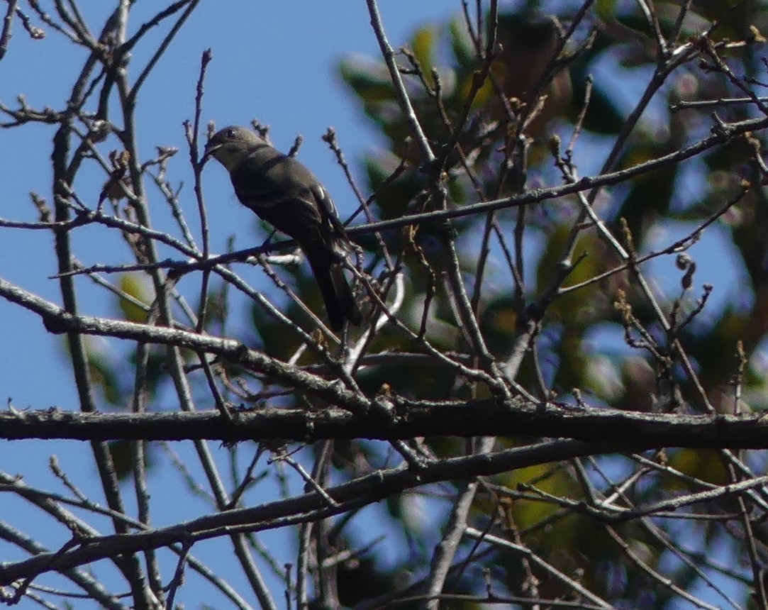 Western Flycatcher - ML618409045