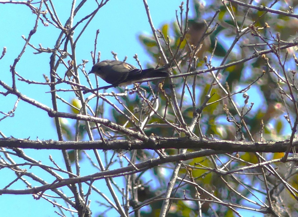 Western Flycatcher - Peter Kavouras