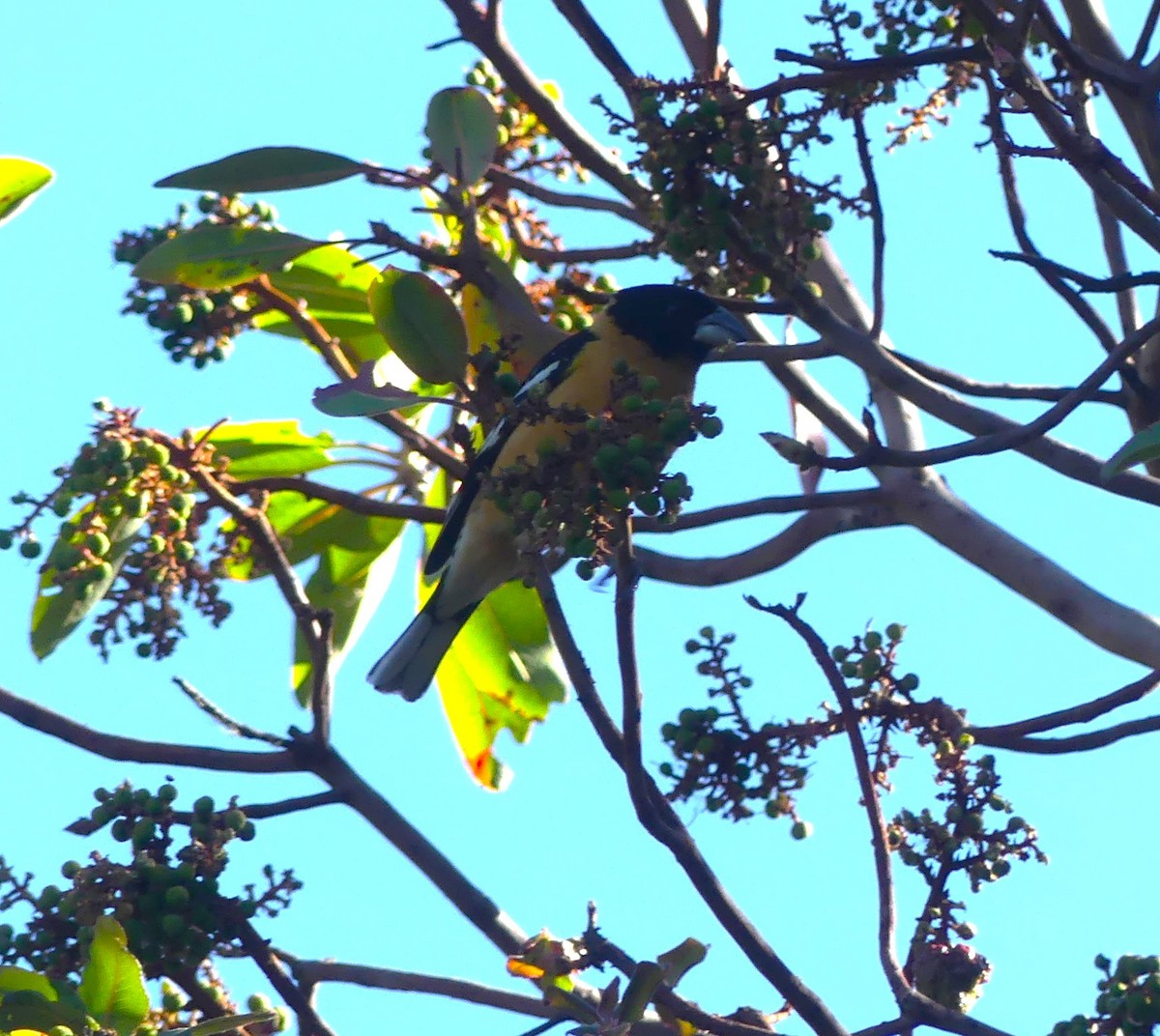 Black-headed Grosbeak - ML618409059