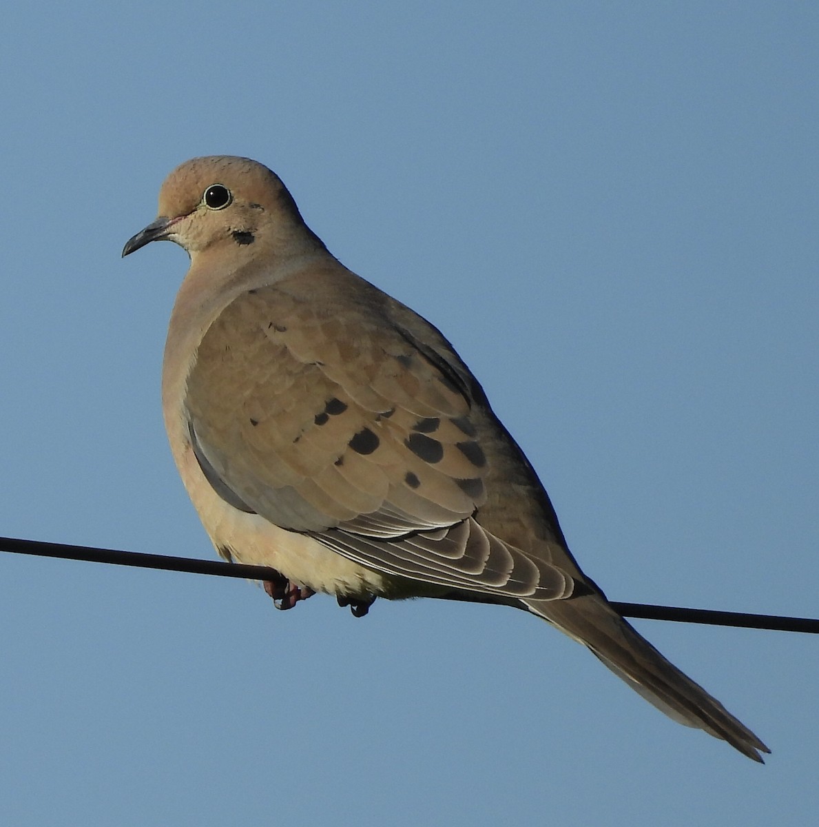 Mourning Dove - ML618409064