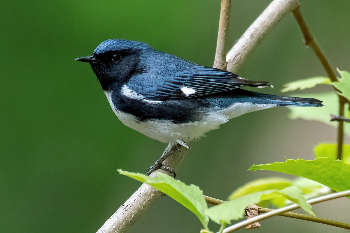 Black-throated Blue Warbler - Bradley Kane