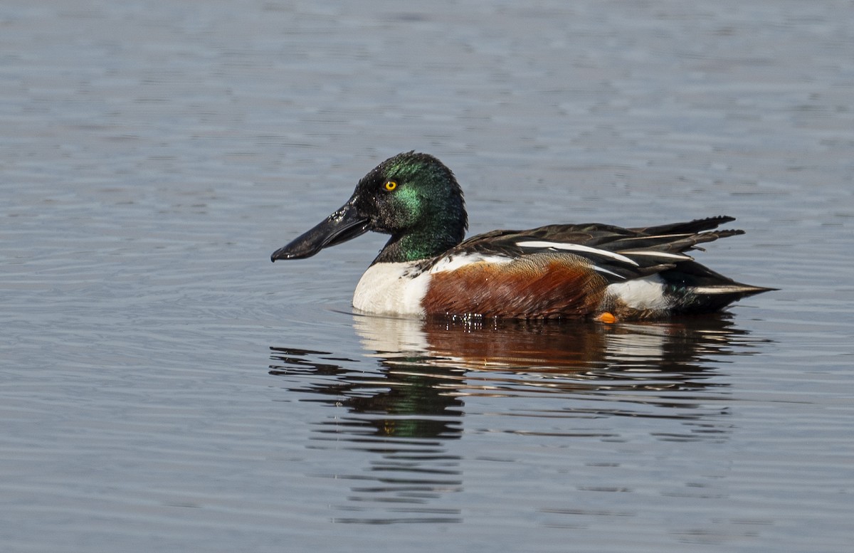 Northern Shoveler - ML618409156