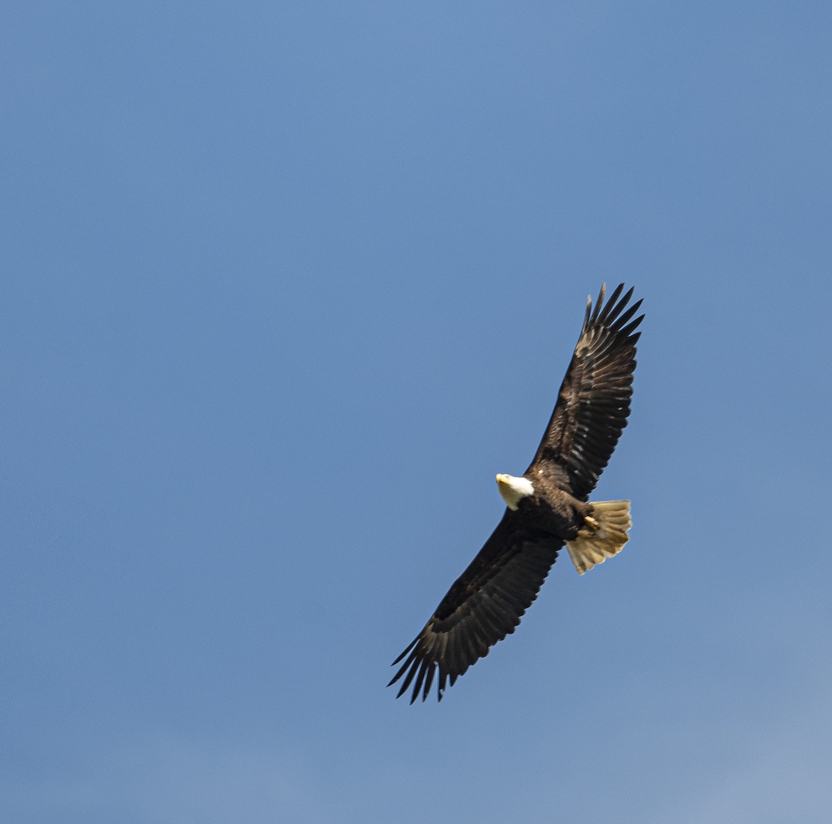 Bald Eagle - Peter McNamee