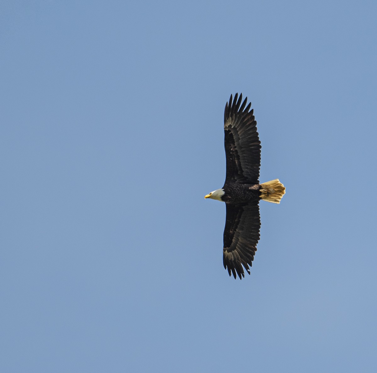 Weißkopf-Seeadler - ML618409169