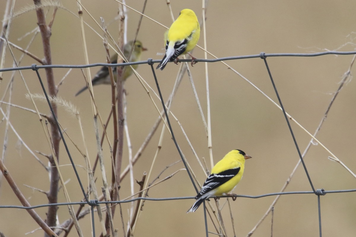 American Goldfinch - Eli Weber