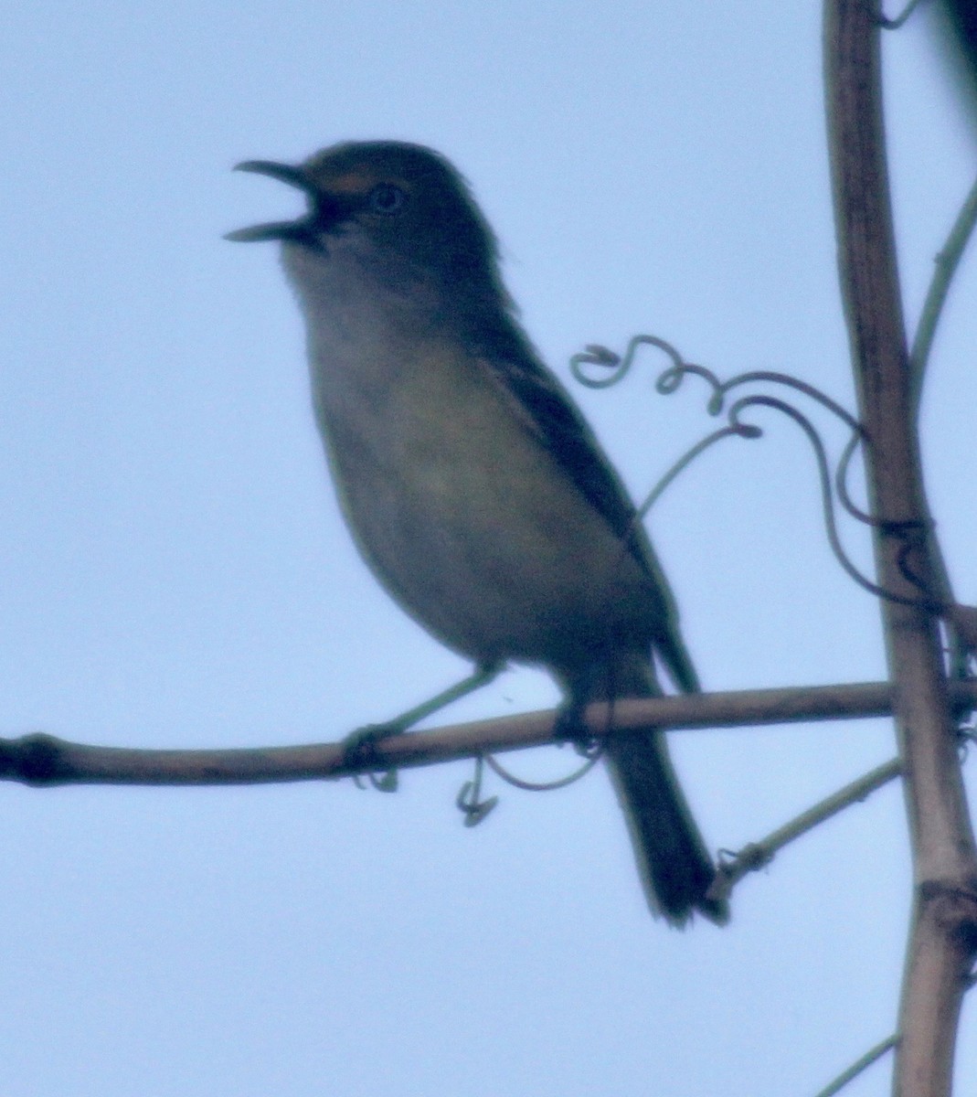 White-eyed Vireo - ML618409214