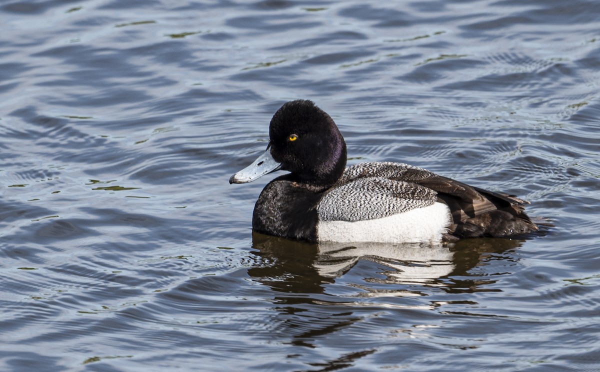 Lesser Scaup - ML618409225