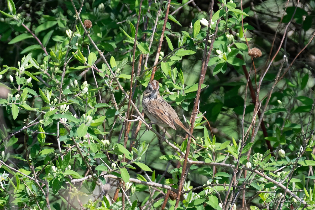 Lincoln's Sparrow - ML618409230