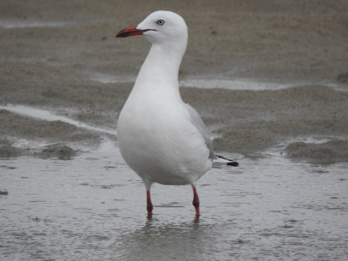 Gaviota Plateada - ML618409333