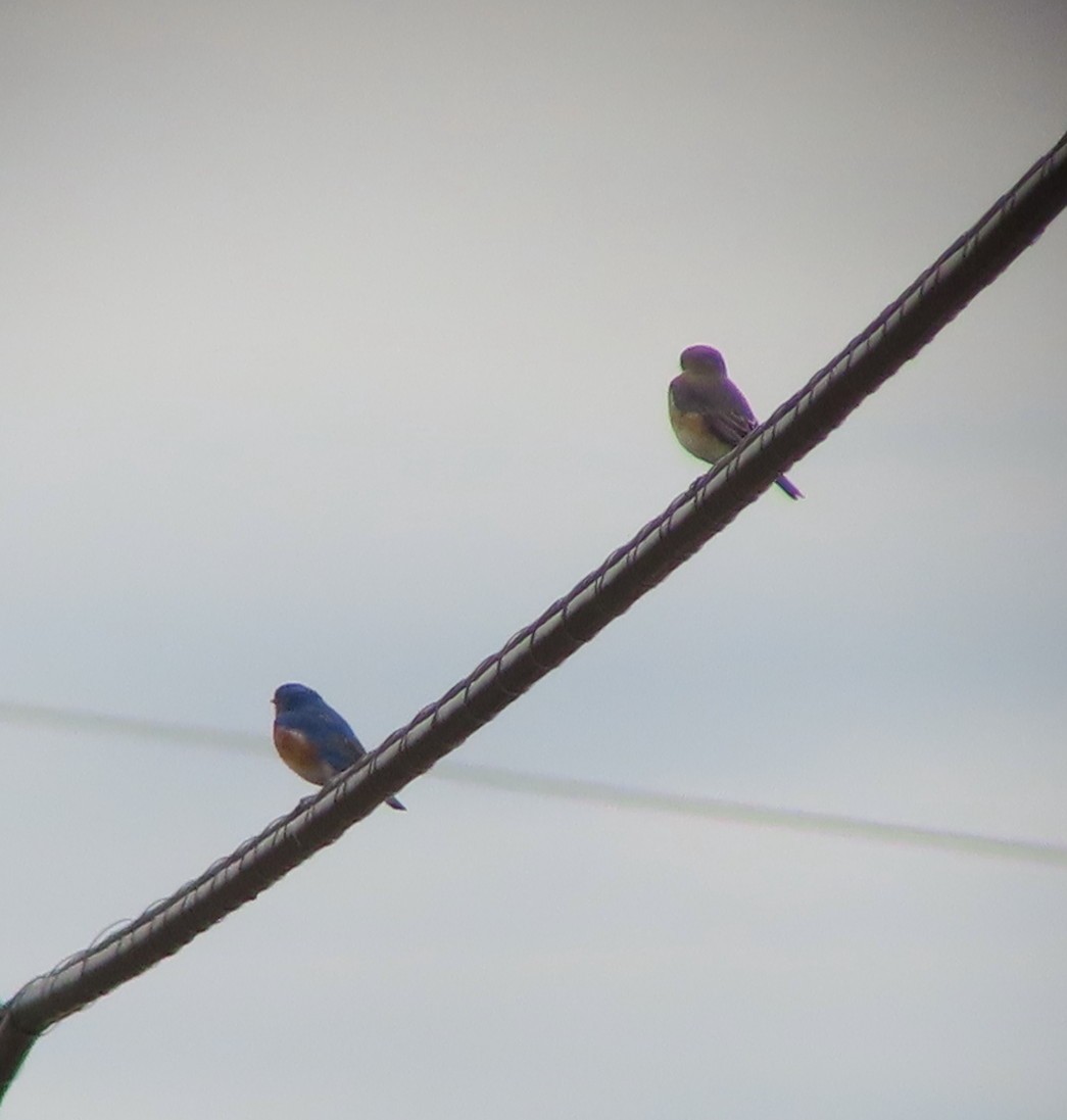 Eastern Bluebird - Sylvie Gagnon