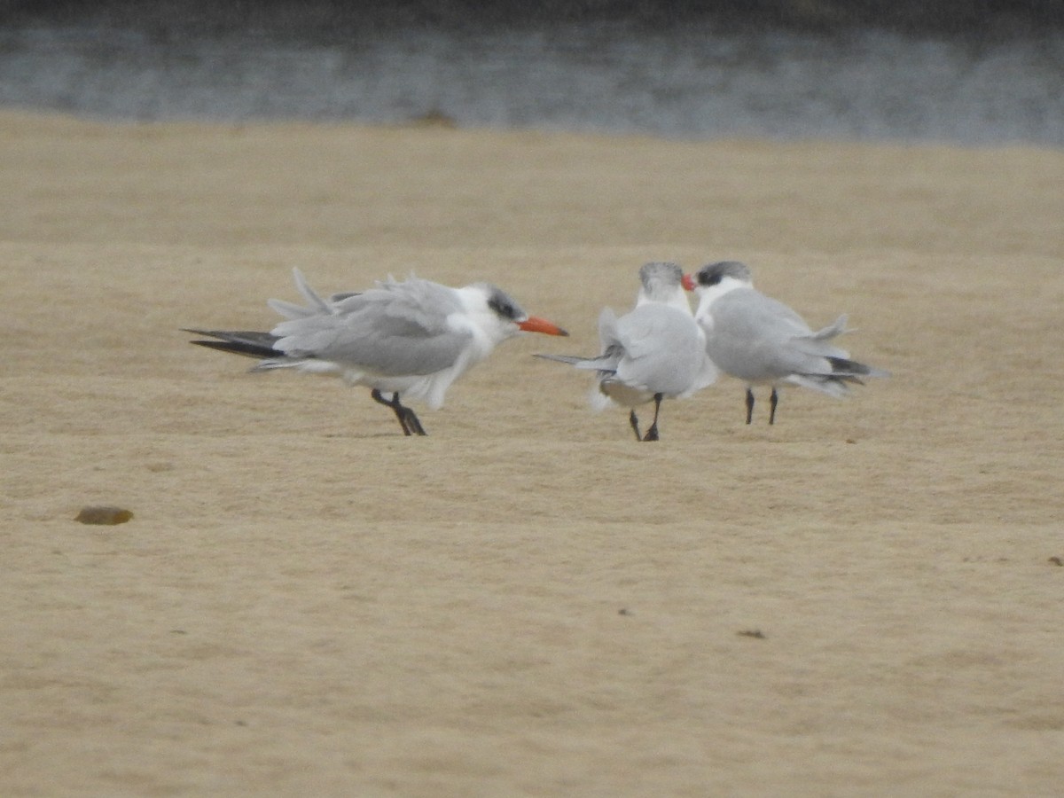 Caspian Tern - Mark Ley