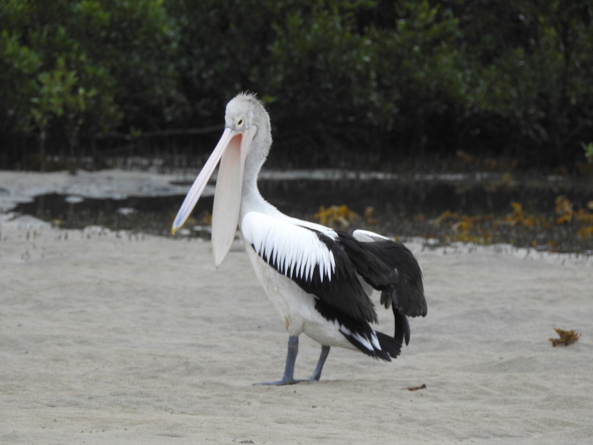 Australian Pelican - ML618409345