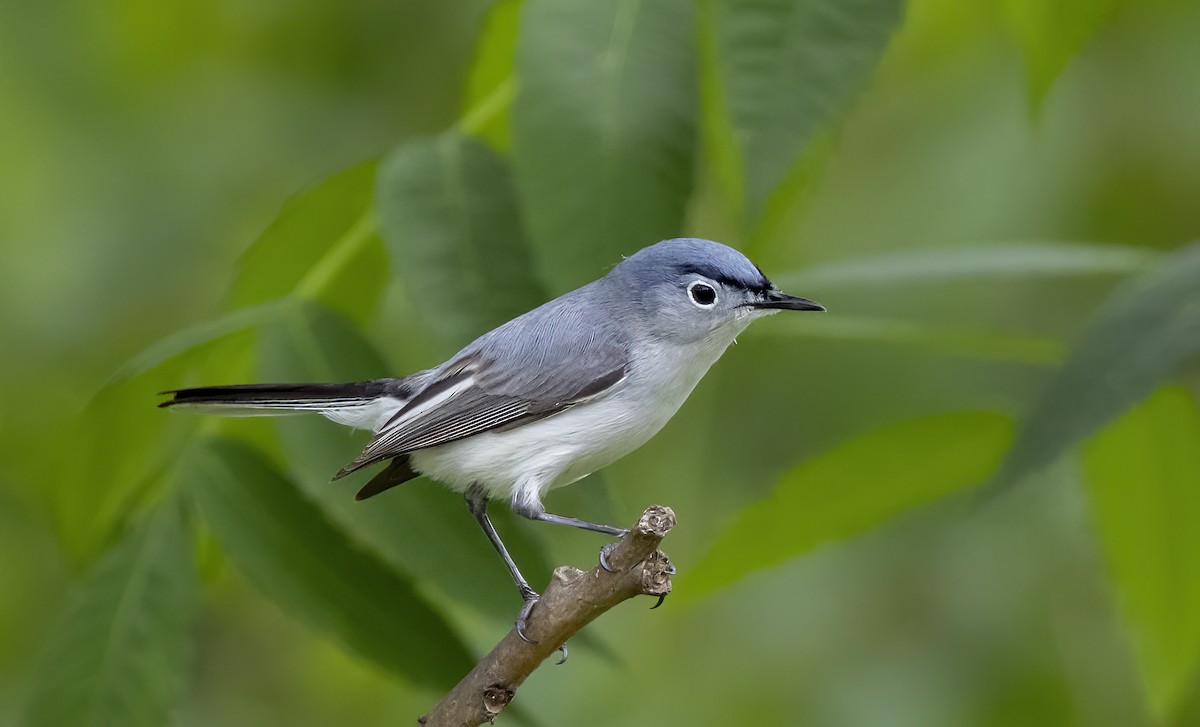 Blue-gray Gnatcatcher - Iris Kilpatrick