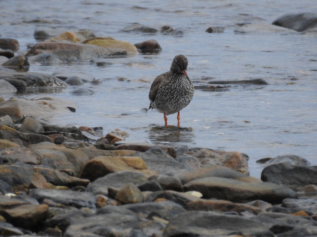 Common Redshank - ML61840941