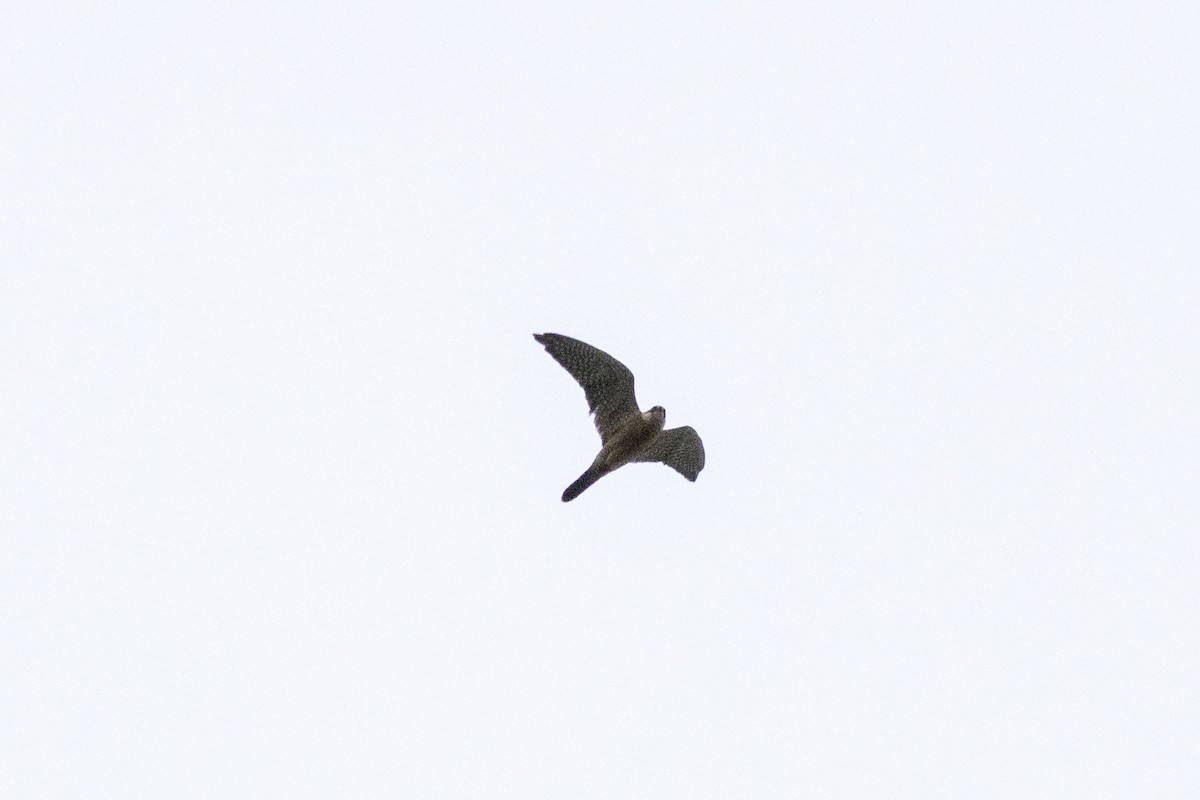 Red-footed Falcon - Radoslav Devedzhiev