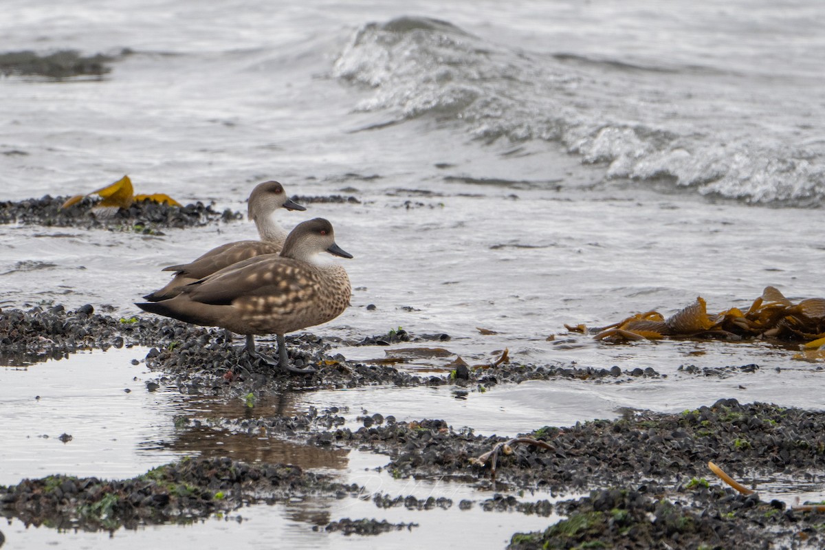 Crested Duck - ML618409426