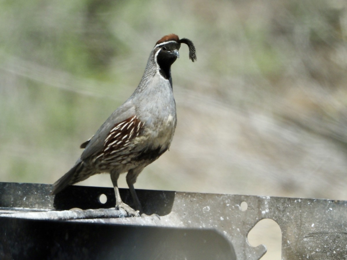 Gambel's Quail - ML618409438