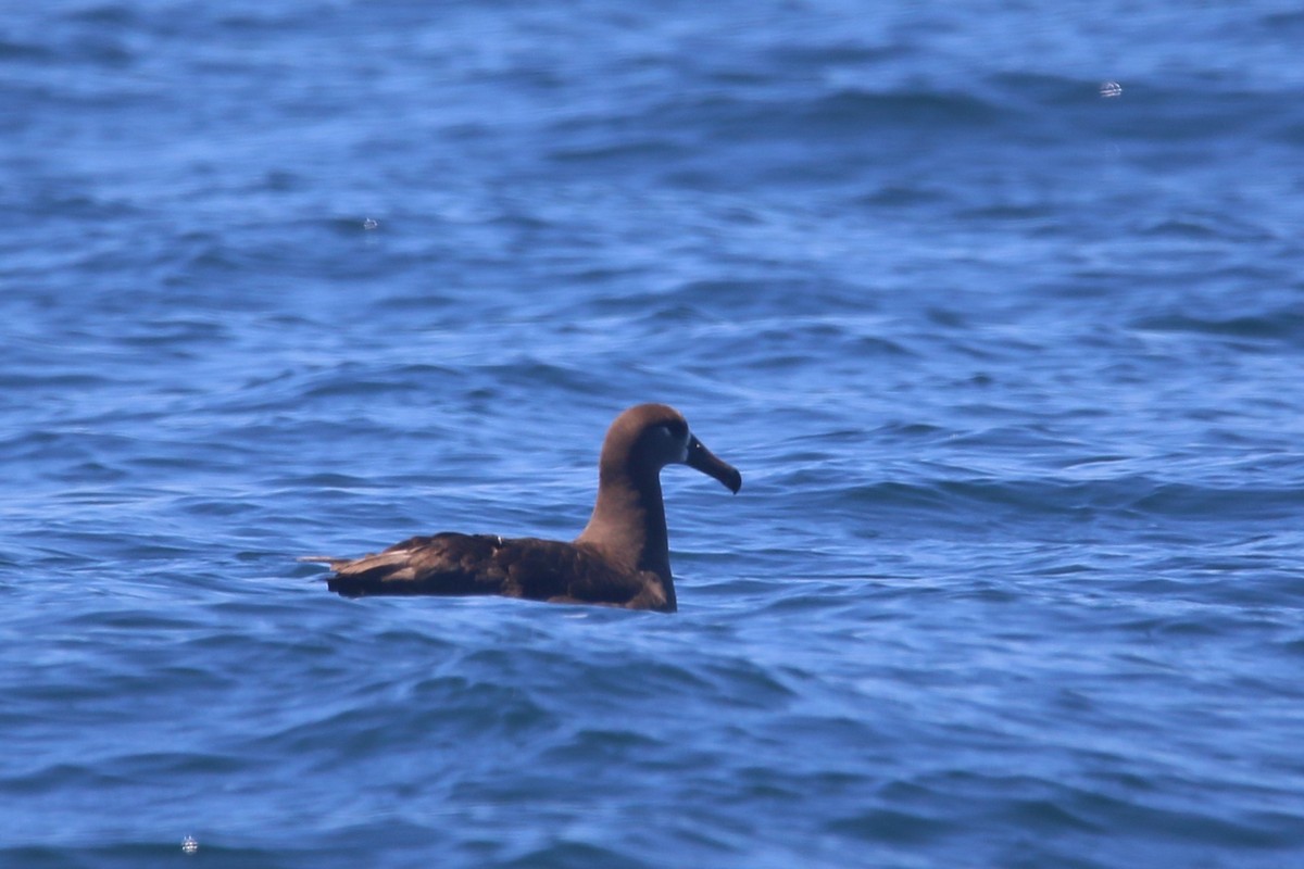 Albatros à pieds noirs - ML618409455