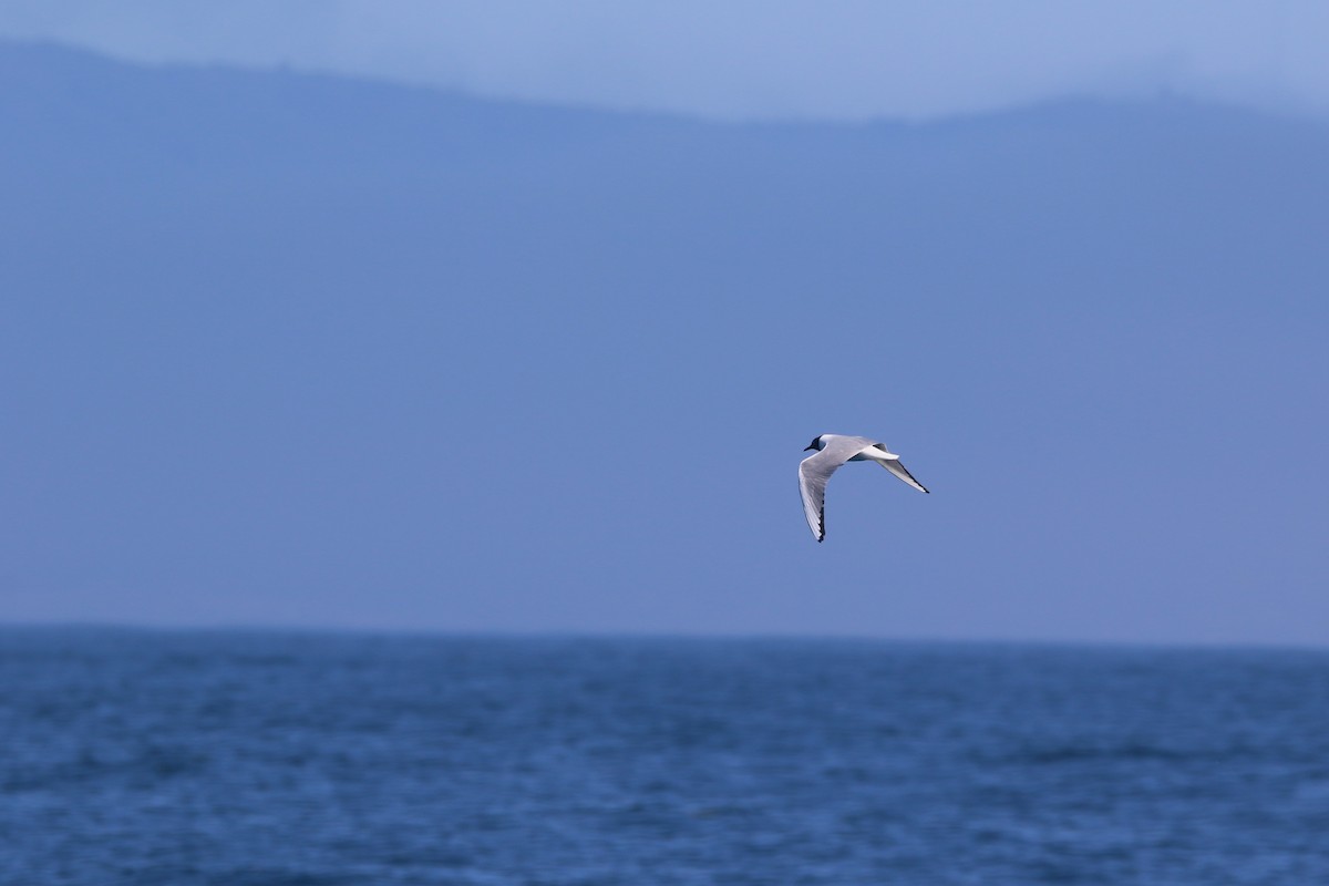 Bonaparte's Gull - ML618409474