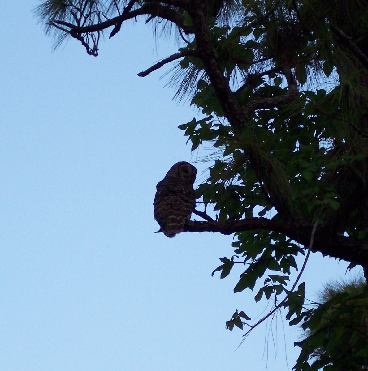 Barred Owl - ML618409509