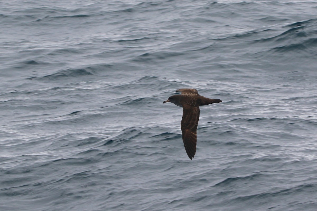 Pink-footed Shearwater - Kevin Lester