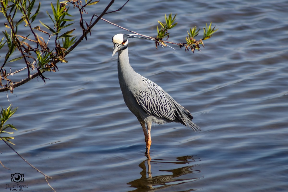 Yellow-crowned Night Heron - Javier Ferrat