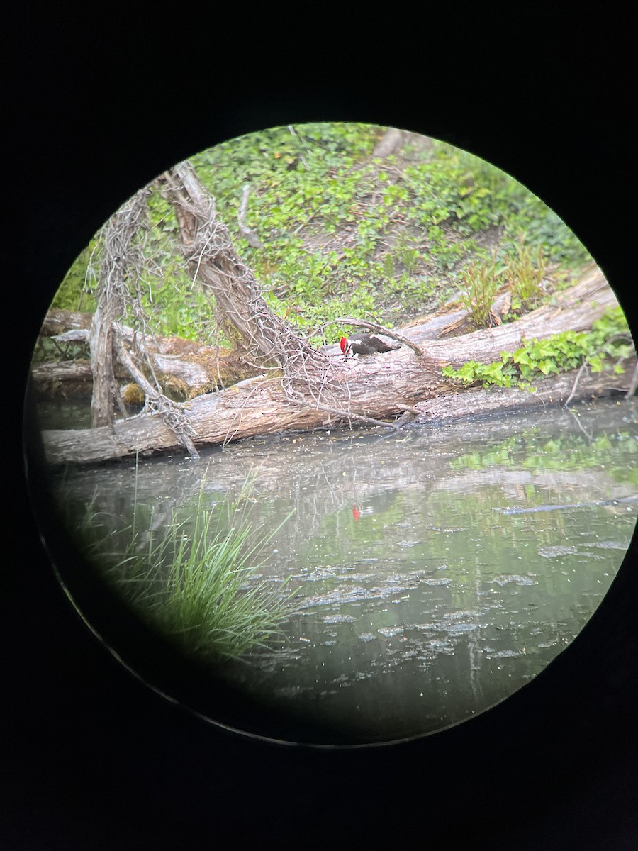 Pileated Woodpecker - ML618409544