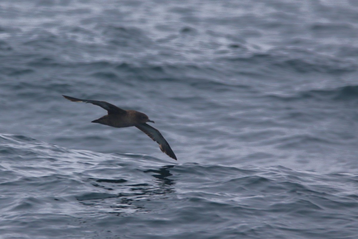 Sooty Shearwater - ML618409548