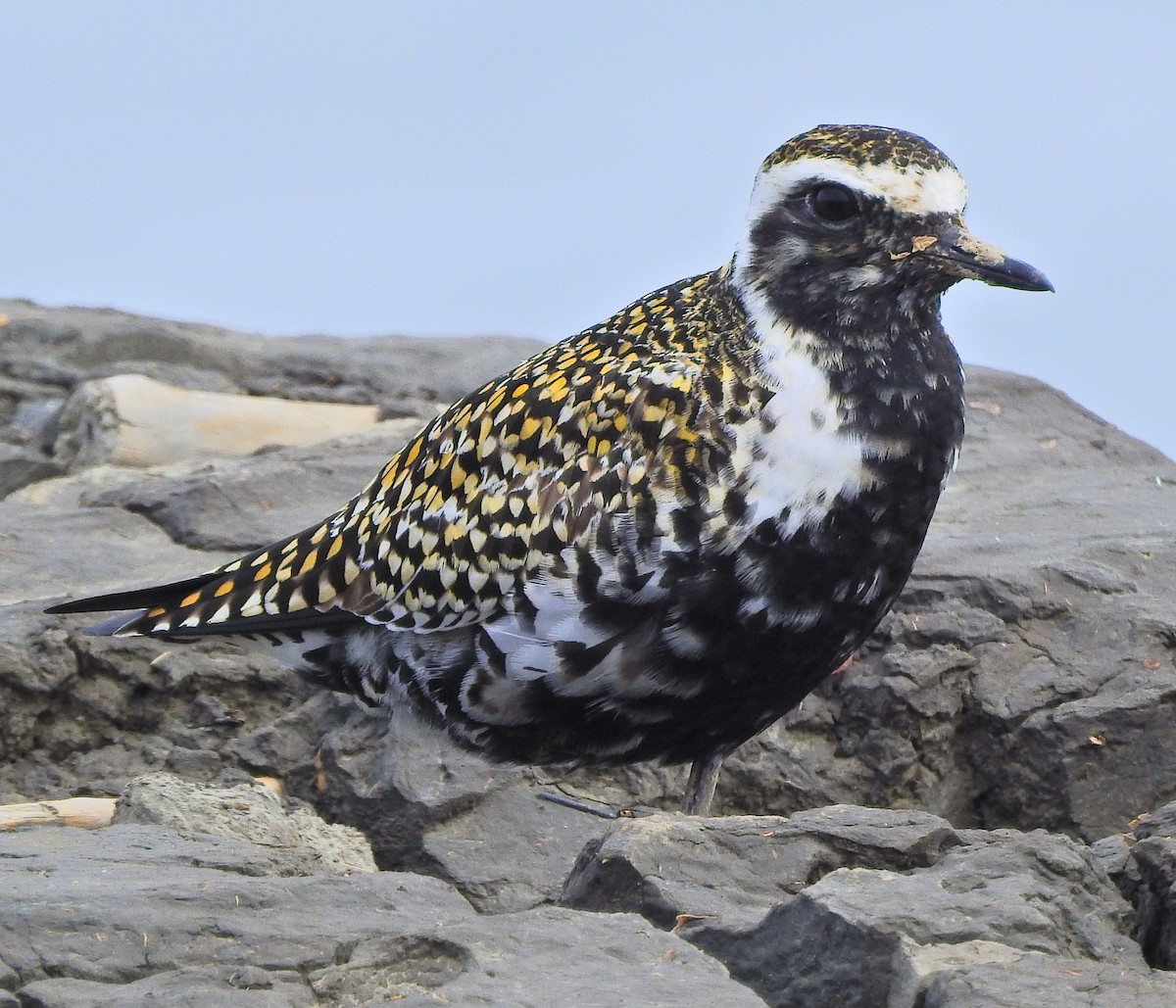 Pacific Golden-Plover - ML618409549